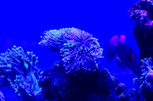 Jouets de bain amusants pour éveiller vos tout-petits - Choupinoo