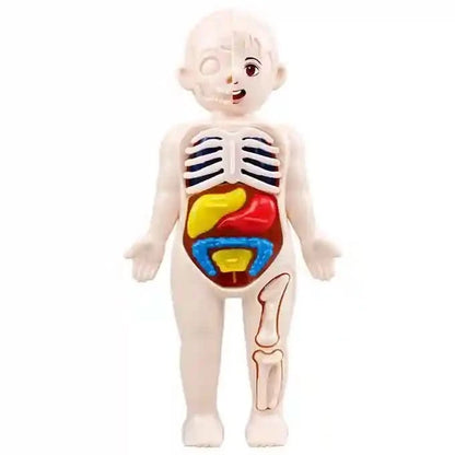 Jouet Montessori corps humain pour enfant - Choupinoo