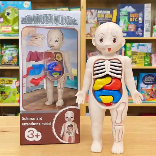 Jouet Montessori corps humain pour enfant - Choupinoo