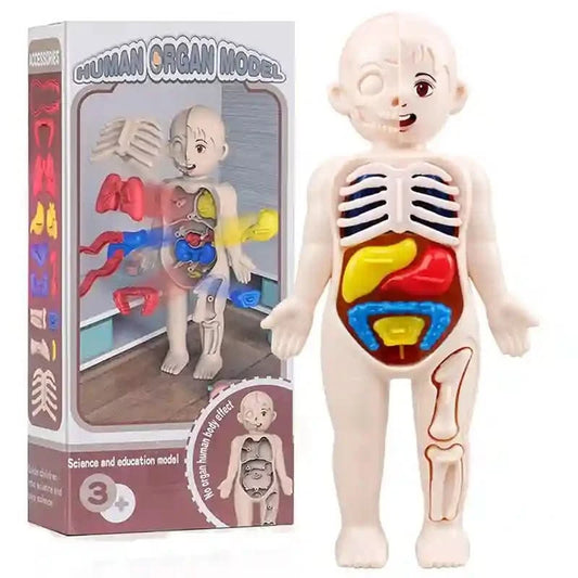 Jouet Montessori corps humain pour enfant - Choupinoo